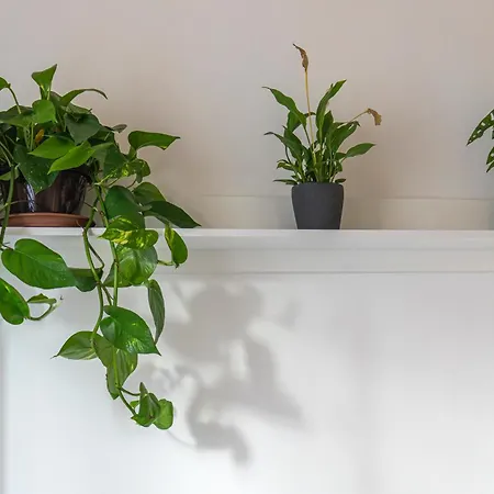 Casa Botanica 公寓